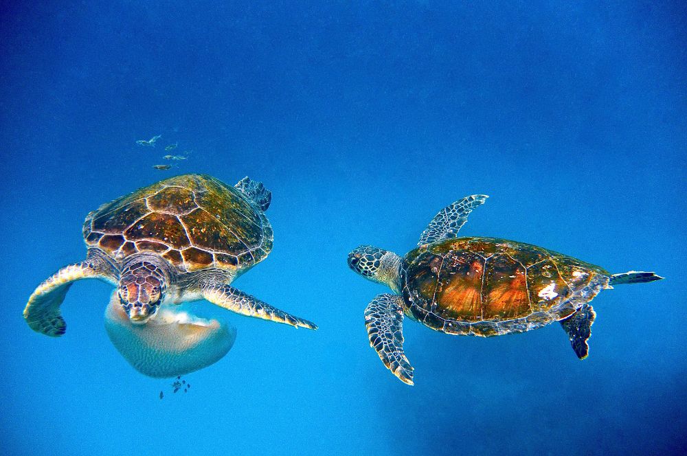 loggerhead turtle feeding on a jelly fish