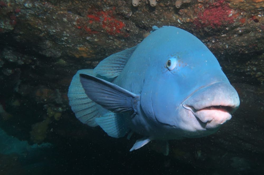 The Blue Groper is one of the most iconic fish found in Sydney’s waters