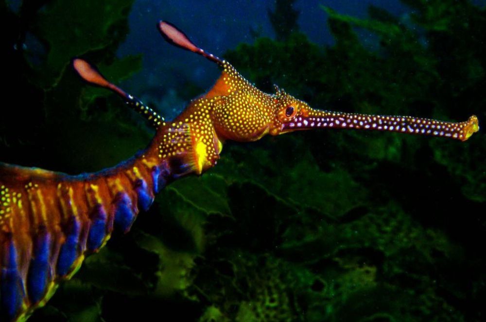 In Sydney’s underwater world the weedy seadragon is one of the most amazing sea creatures.