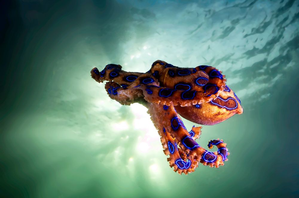 The blue-ringed octopus has bright blue rings that intensify when threatened.