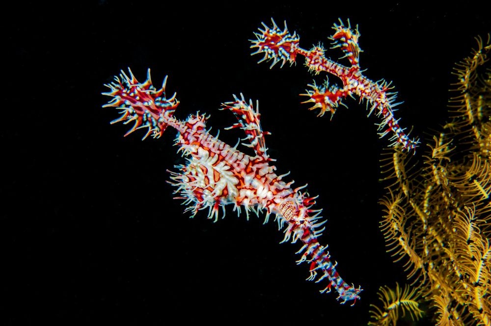 The Harlequin Ghost Pipefish is frequently found at Shiprock