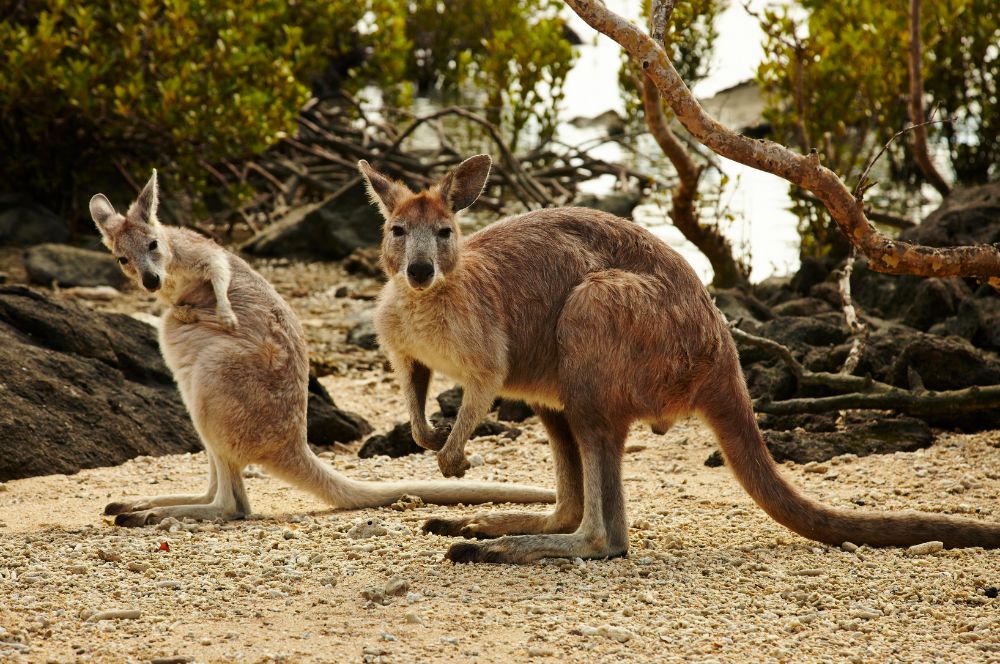 Kangaroos seen while bushwalking adventure in the Whitsunday Islands