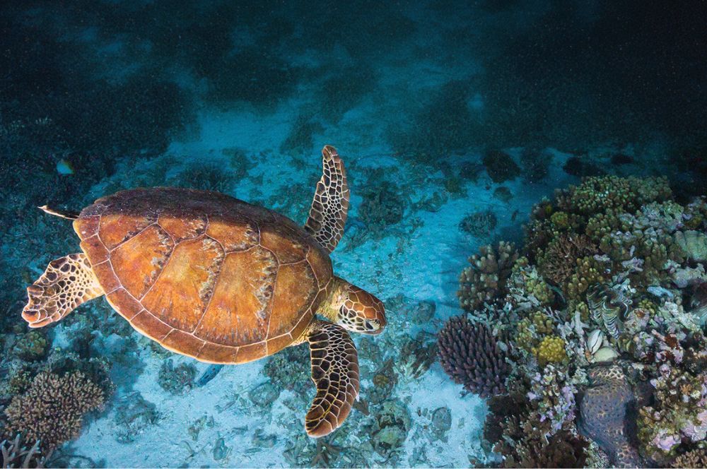 A turtle diving on Colourful marine life in the Whitsundays