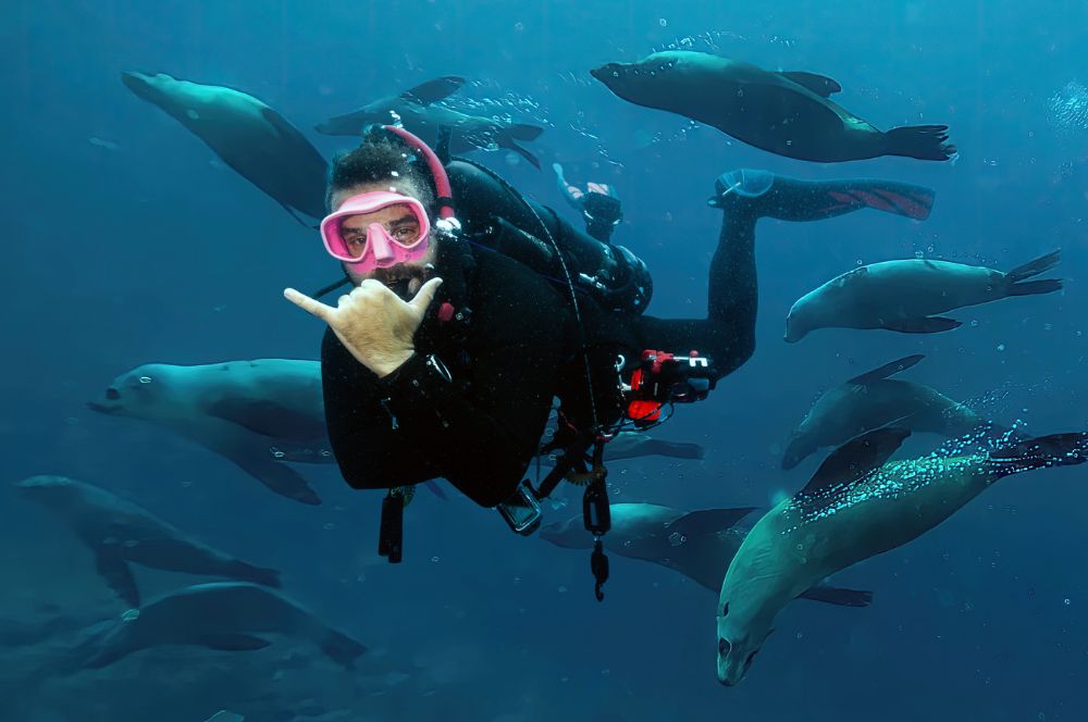Avelo diving with Seals at Martin Island