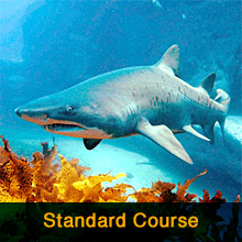 Standard Advanced Open Water Course