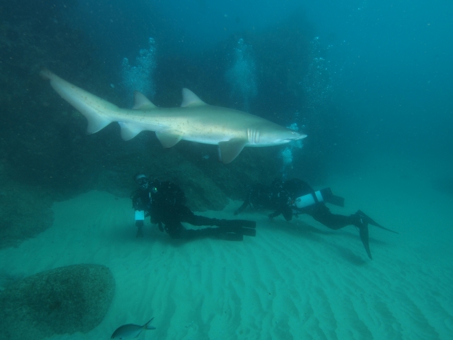 Satara shark